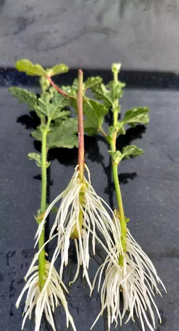 室内用塑料瓶扦插生根最快方法,瓶子装水养花