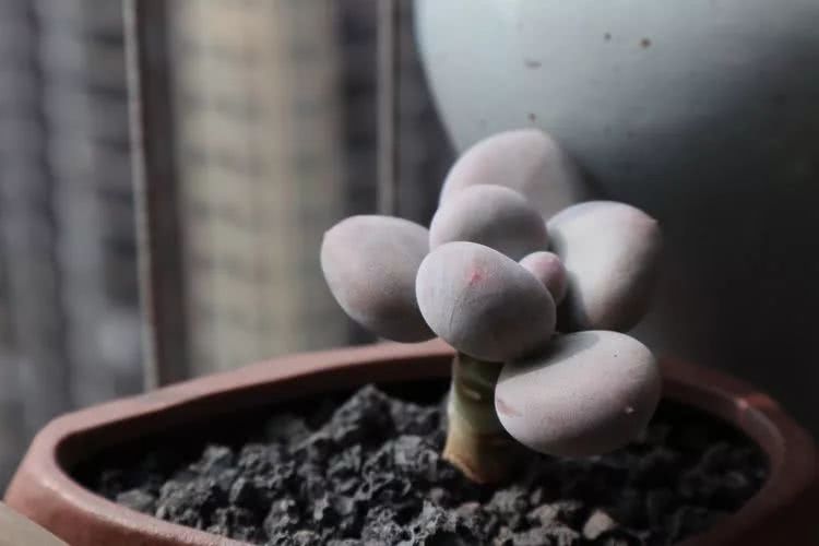 多肉名字怎么记,养多肉人的名字