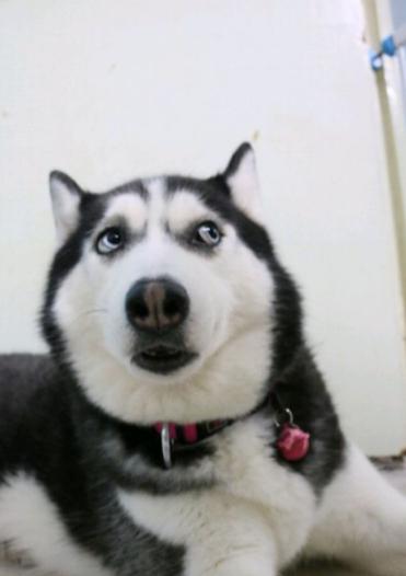 哈士奇的铲屎官,哈士奇幼犬有多蠢