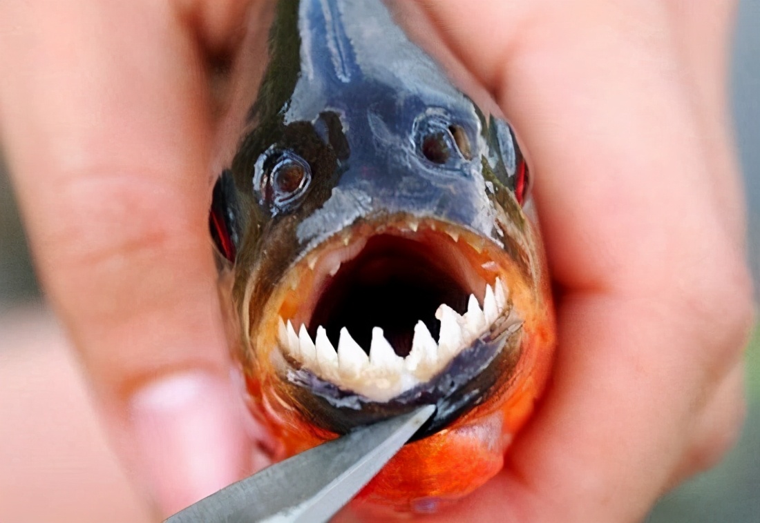 <html>
<head><title>502BadGateway</title></head>
<body>
<center><h1>502BadGateway</h1></center>
<hr><center>nginx</center>
</body>
</html>
<!--apaddingtodisableMSIEandChromefriendlyerrorpage-->
<!--apaddingtodisableMSIEandChromefriendlyerrorpage-->
<!--apaddingtodisableMSIEandChromefriendlyerrorpage-->
<!--apaddingtodisableMSIEandChromefriendlyerrorpage-->
<!--apaddingtodisableMSIEandChromefriendlyerrorpage-->
<!--apaddingtodisableMSIEandChromefriendlyerrorpage-->
