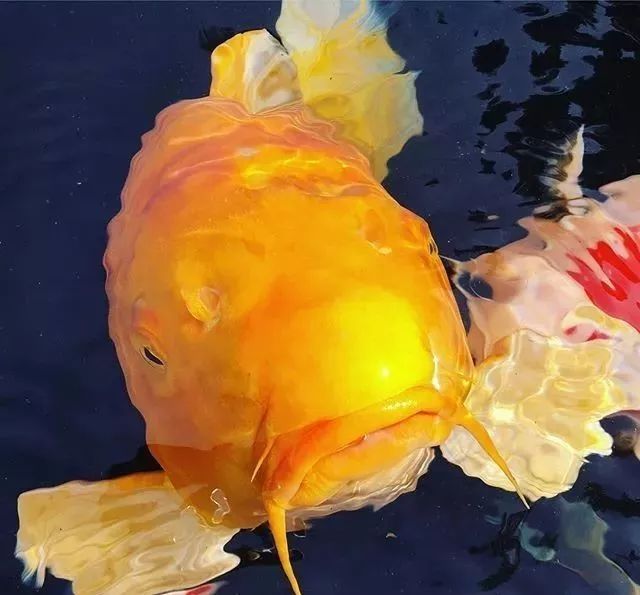 养锦鲤的技巧和方法,养锦鲤如何防鱼病