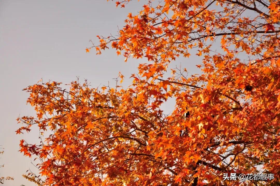 美丽泽州我的家,美丽我的家