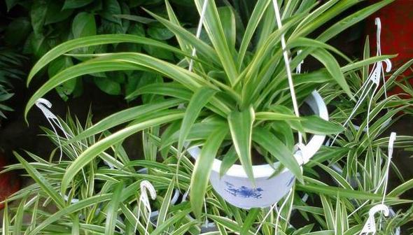 怎么养吊兰能长得好？做到这5点，盆栽观赏价值贼高