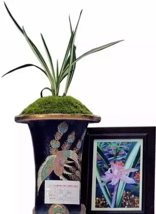 十几万一棵的多肉,50种稀有多肉多少钱一棵