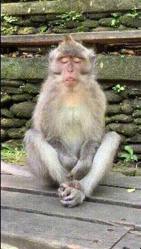 有时候“沙雕”好像不分是人还是其他生物！