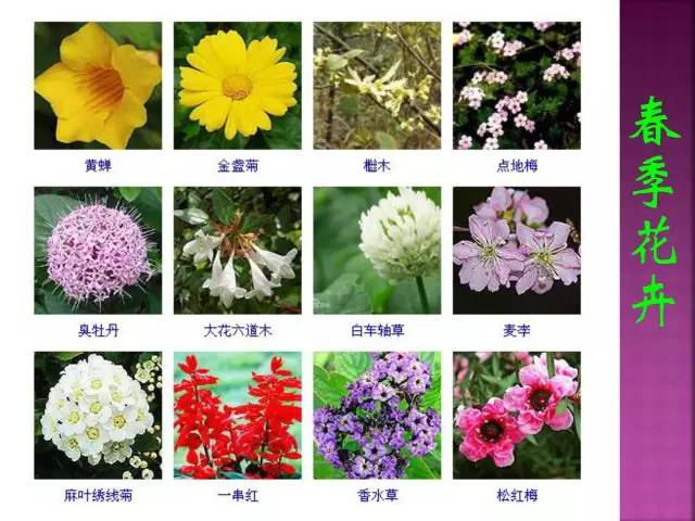 花卉大全500种观叶植物名称,1332种常见花卉植物图谱