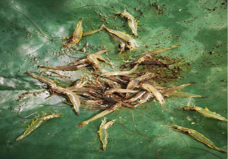 自从华东有人鲤鱼套虾挣了钱，“淡水鱼配虾”成当下热门探索模式