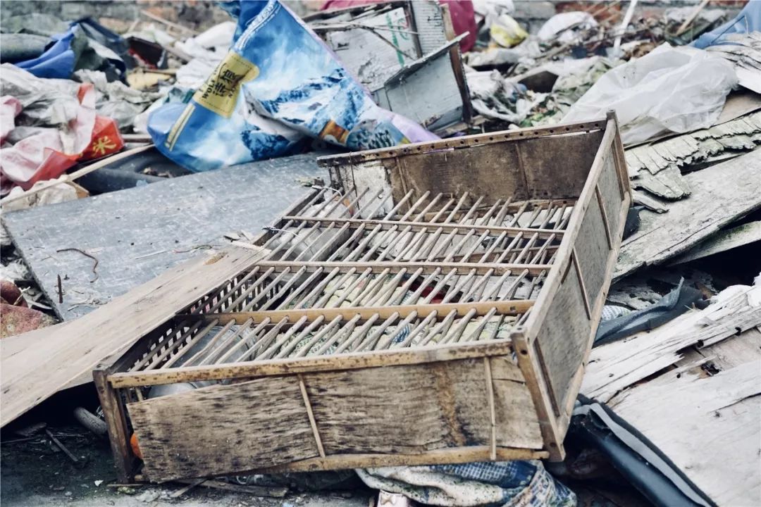 成都黄田坝鸟市,成都黄田坝鸟市图片