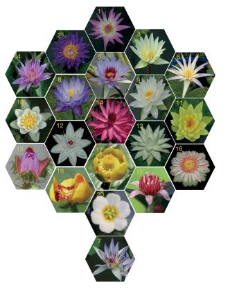 睡莲科植物特征,植物进化史睡莲