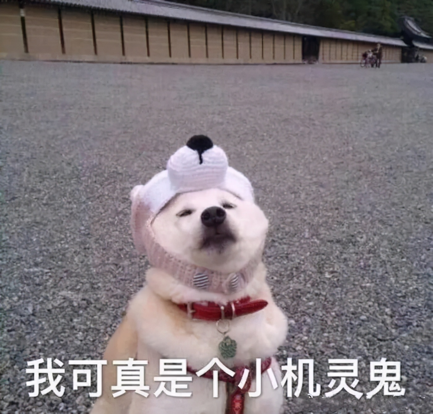 零基础学习德语的教材推荐,德语学习零基础入门教程免费