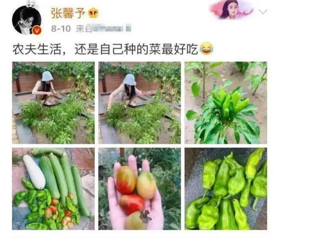 张馨予步入田园般生活,张馨予在田园的照片