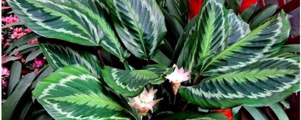 猫眼竹芋的养殖方法和注意事项,青苹果竹芋养殖方法和注意事项