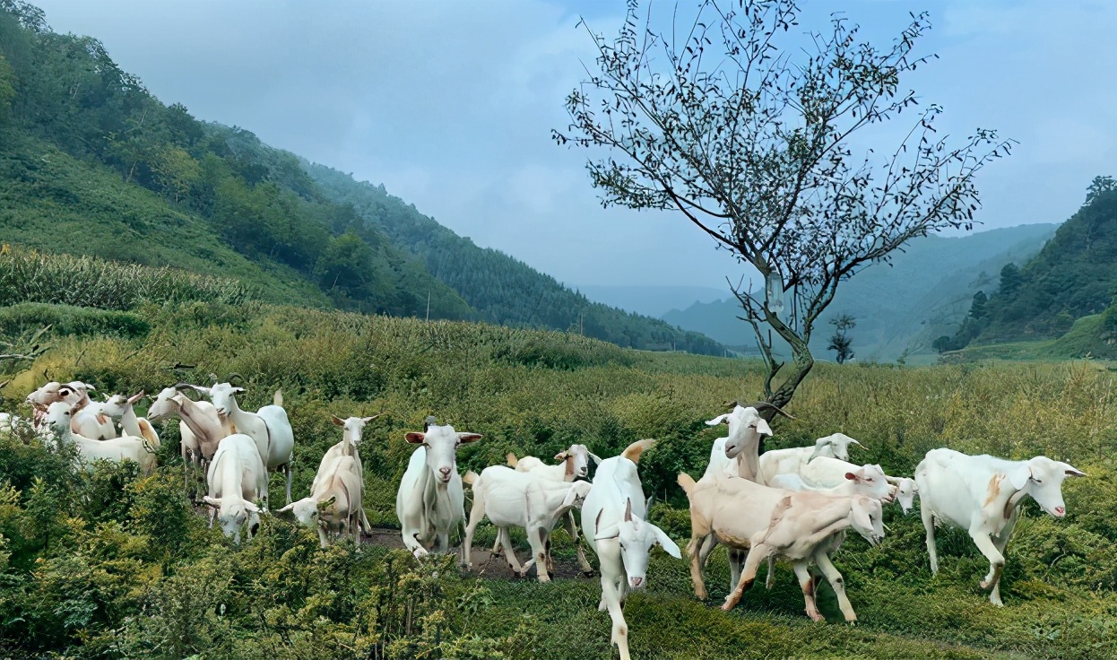 羊奶粉好不好,羊奶粉怎么给宝妈推荐