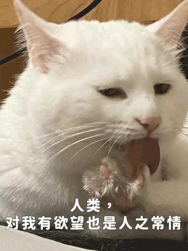 在宿舍养猫很后悔,为什么不能在宿舍养猫