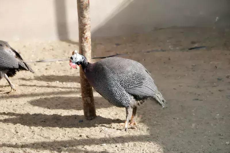 【益西户外营地教育】金川第六小学野狐湾自然研学营圆满结束！