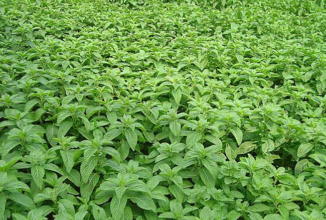 中药薄荷种植到采收全过程,薄荷的正确种植方法