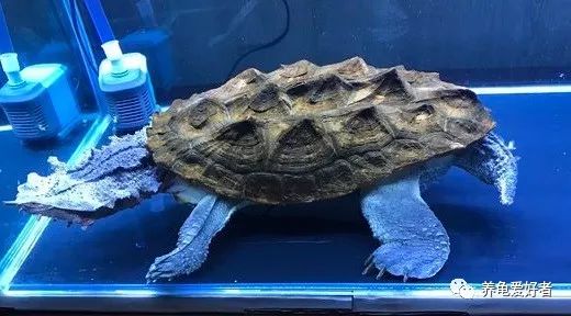 解答各种龟类问题,养龟的10个困惑