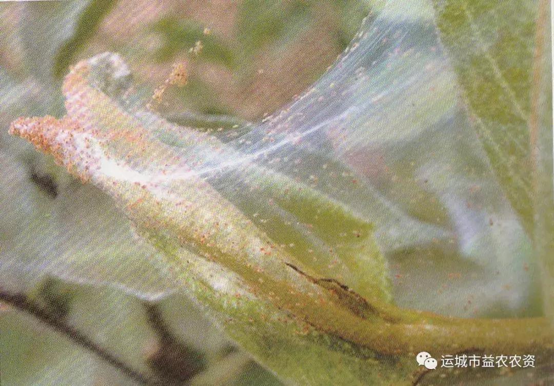 樱桃的常见病虫害及防治方法,樱桃常见虫害防治方案