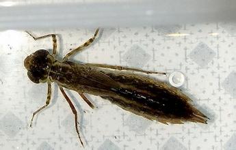 新手养鱼推荐混养品种,新手养鱼入门鱼种混养