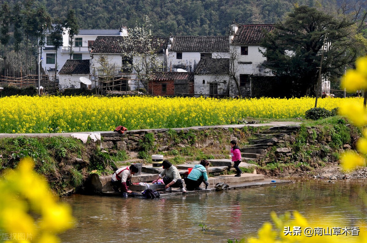 美丽的牵牛花故事,美丽的牵牛花