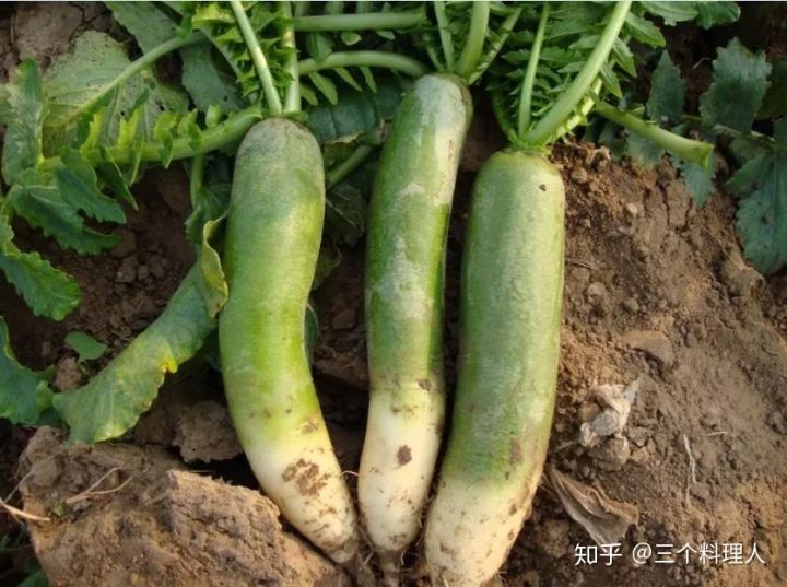 灞变笢鐨勮敩鑿滅粰鍝噷渚涚粰,灞变笢鐨勮敩鑿滈兘渚涘摢閲屼簡