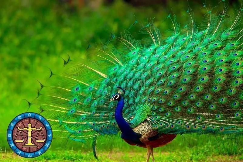 十二星座运势野兽,如何知道自己星座最适合的动物