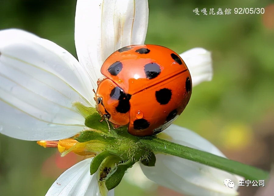 玉米上的虫害打什么药,玉米虫害防治口诀谚语