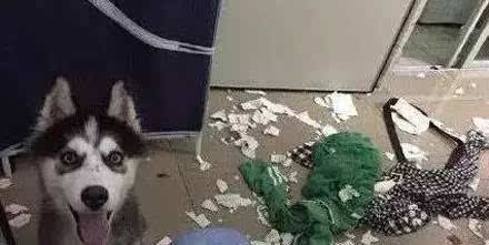 哈士奇拆家的能力到底有多强,二哈拆家和哈士奇拆家谁更厉害