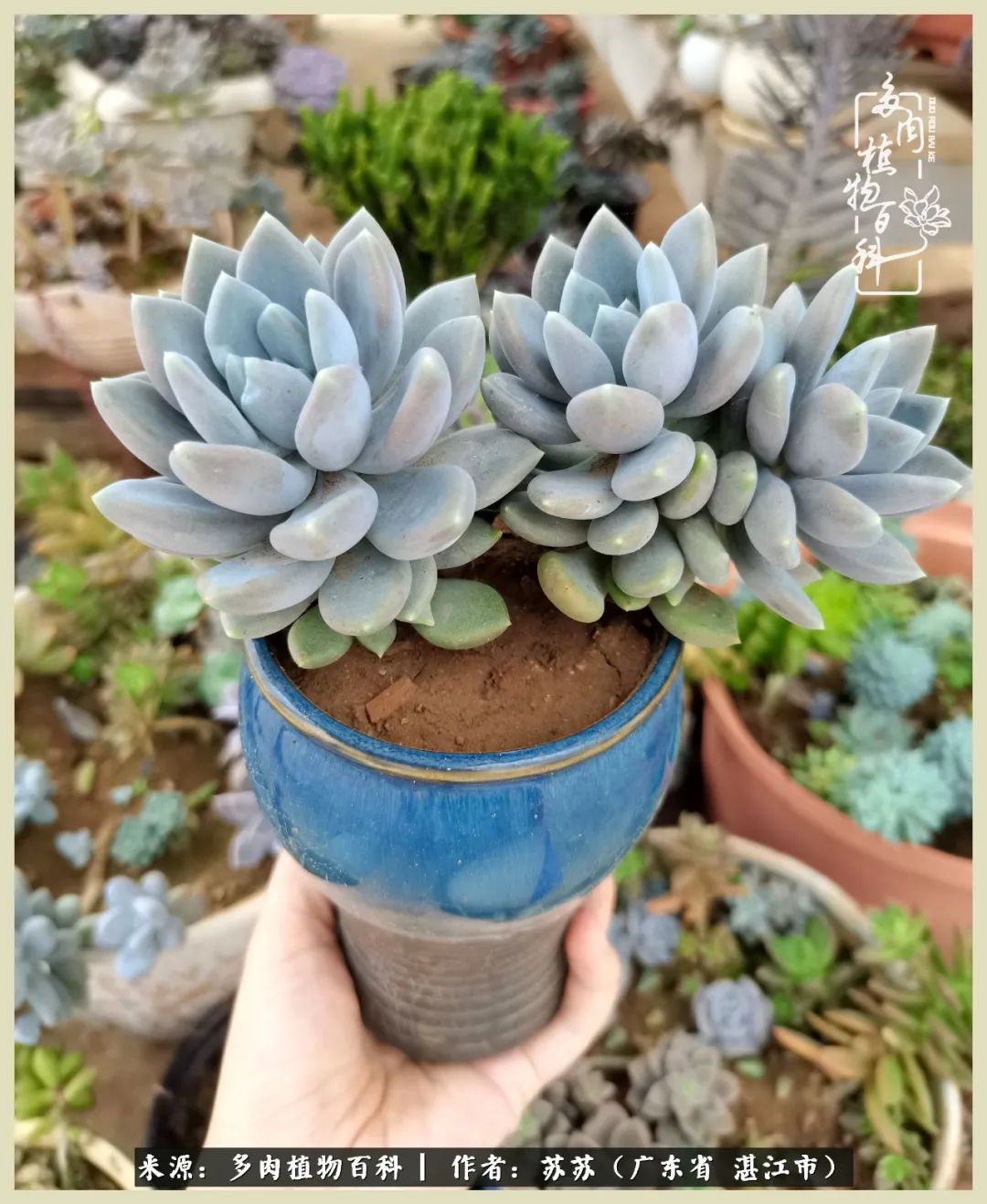 不要辜负与多肉的美好时光,多肉可以给人岁月静好的感觉