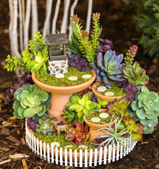 多肉植物夏天养护及浇水技巧经验,多肉植物什么时间段晒太阳最好