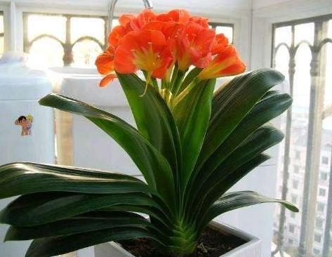 君子兰盆栽怎么处理,怎么防止君子兰烂根