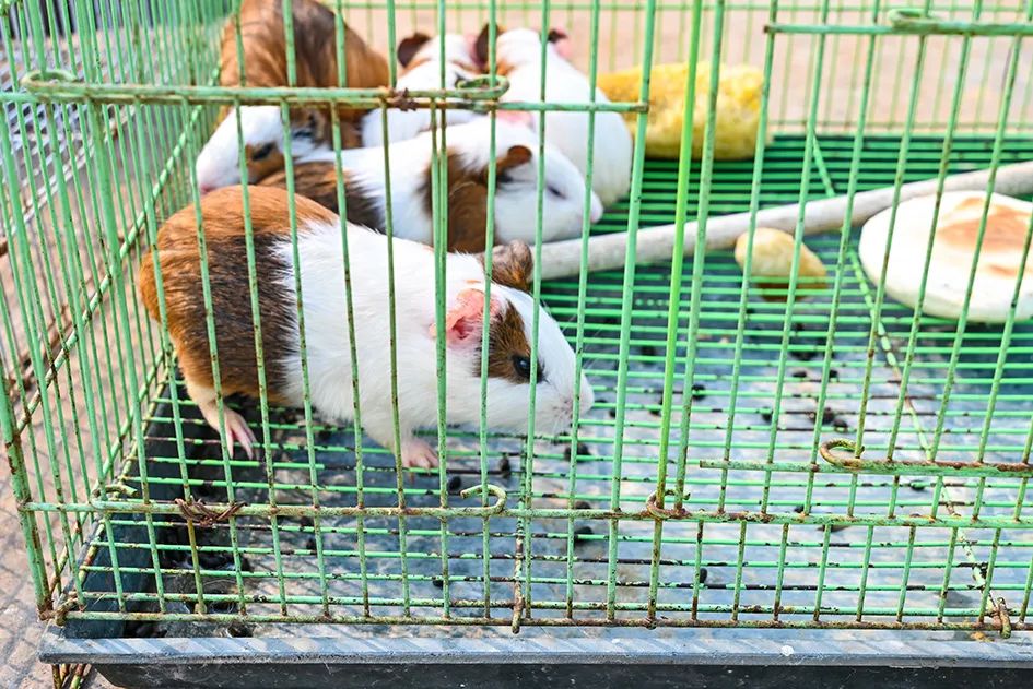 满满的烟火气逛大集真好玩,最值得逛的大集