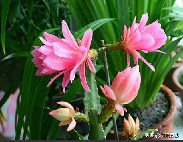 花卉施什么营养液最好,花卉养护用什么营养液