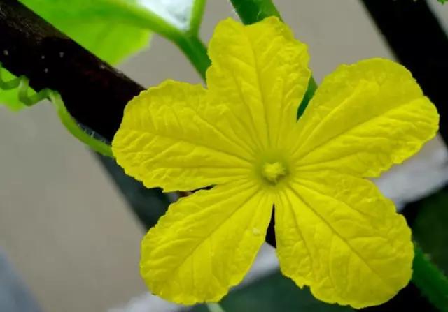 动物与植物有哪些成语故事,哪些成语与植物行为有关