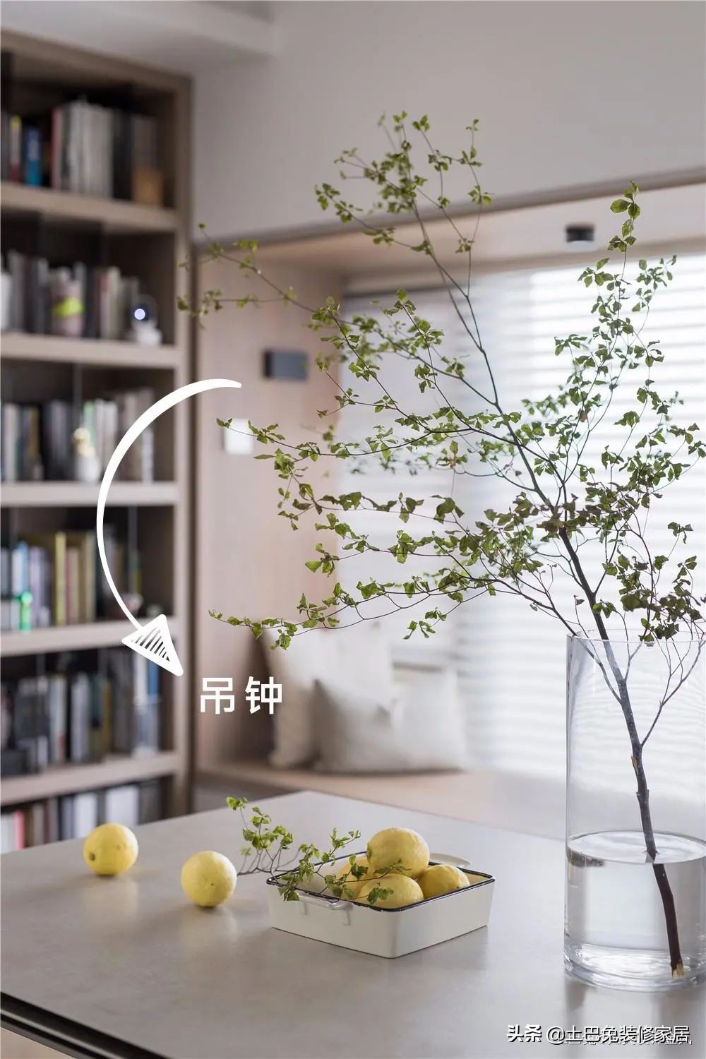 十款居家可养的植物,招财又好养的植物