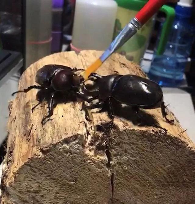 东北老铁在淘宝上卖爬虫，两只蜥蜴售价6万，年销售额超过300万