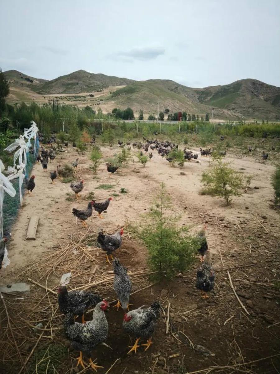 脱贫致富路上的巾帼能手——记赤峰市巴林右旗幸福之路苏木胜利村刘淑凤事迹