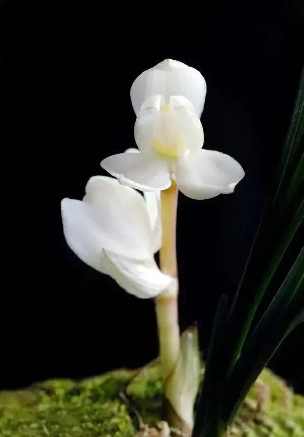 兰展要价800万的兰花,今年兰展最高价的有哪些兰花