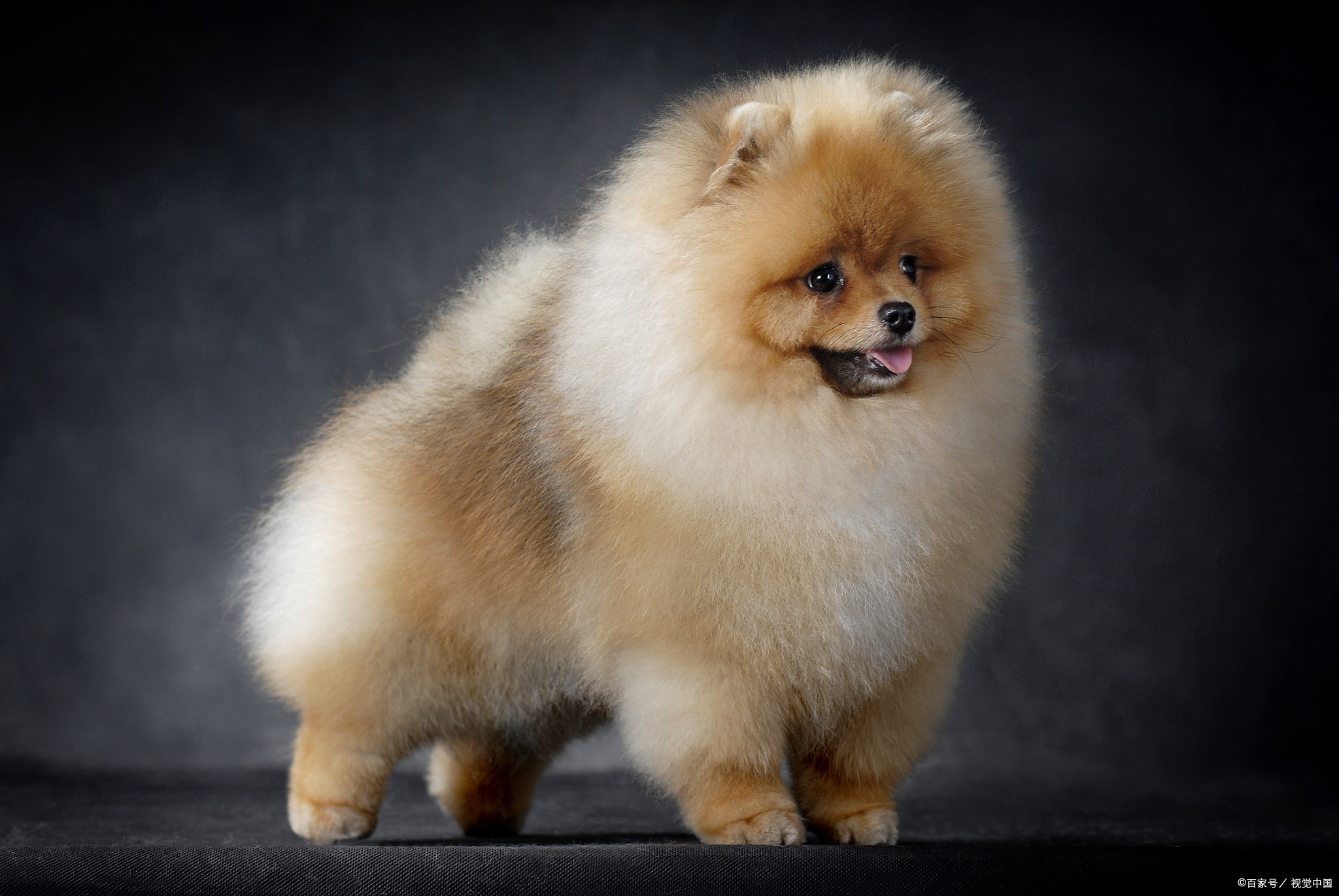 博美最便宜的价格是多少钱一只,大体博美价格多少一只