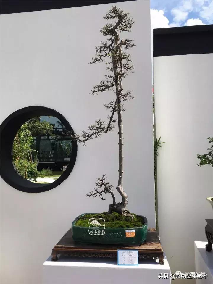 最美的100盆雀梅盆景,雀梅盆景第一年修剪视频