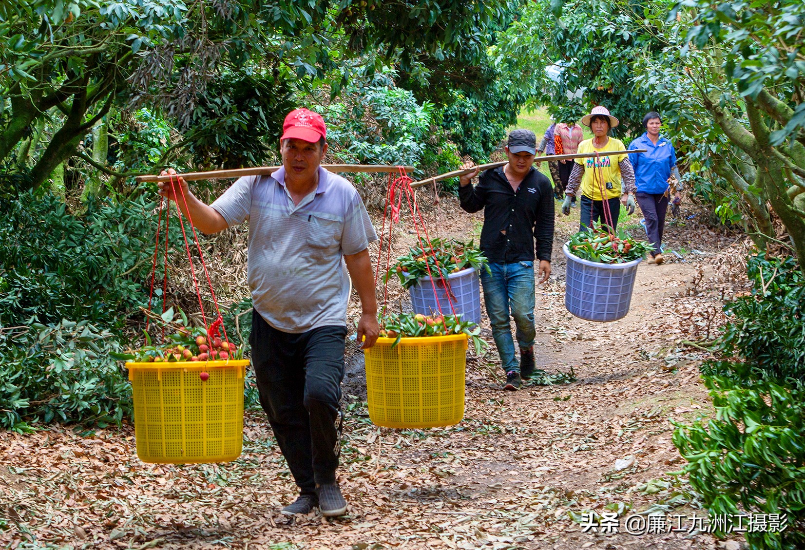 湛江市廉江荔枝节开幕式视频,廉江荔枝文化节