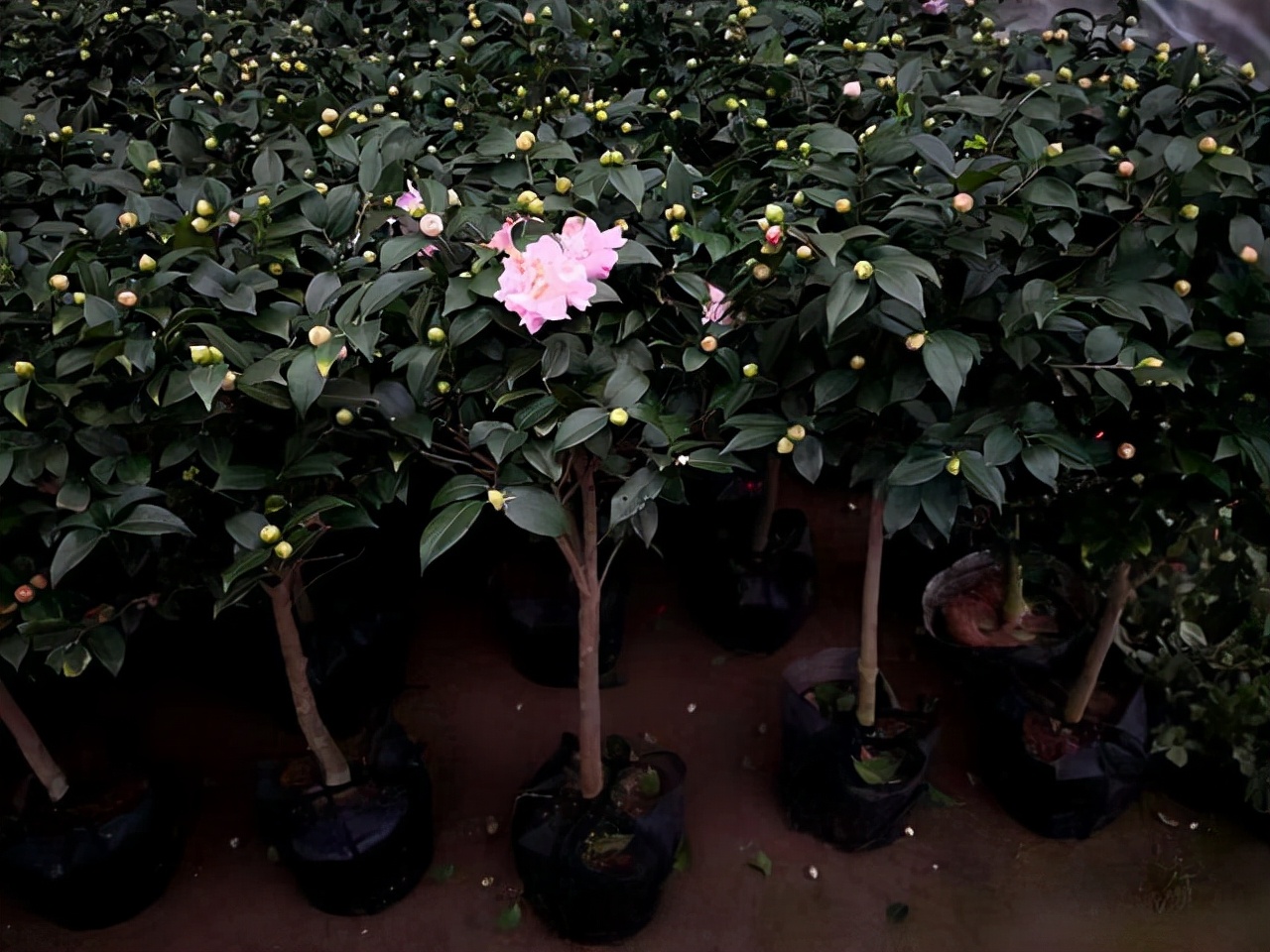 懒人也可以养的盆栽好看又耐活,养不死的盆栽植物排名