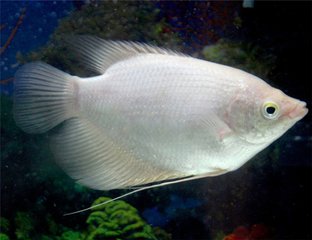 鱼缸气泡石怎么摆放招财,办公室鱼缸摆放的最佳方位