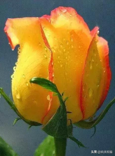 明日七夕，777幸福花送给群里所有的朋友，谁打开，谁幸福