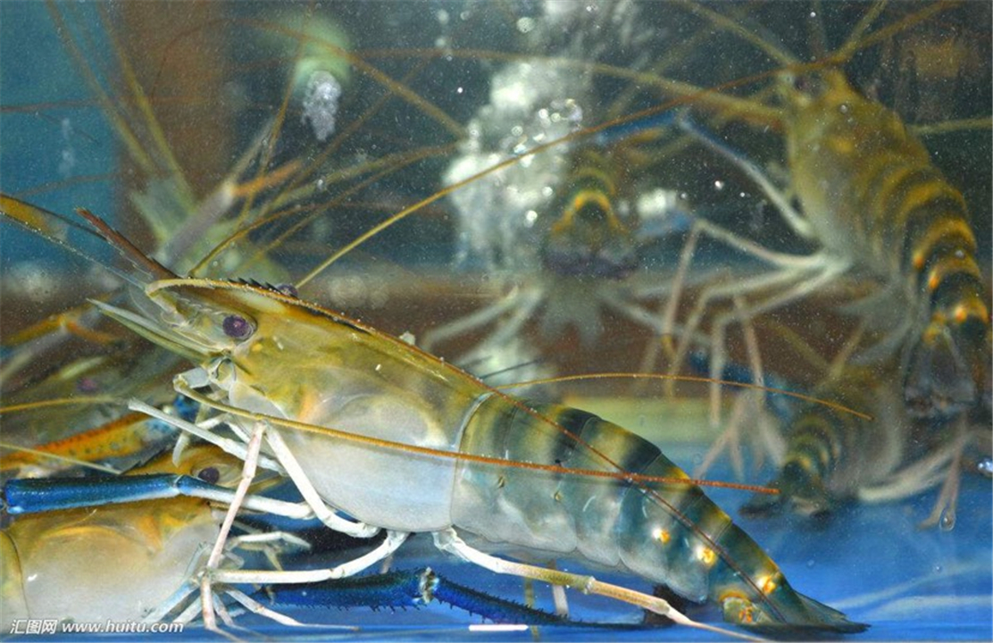 抱卵虾类别沼虾,罗氏沼虾珠江