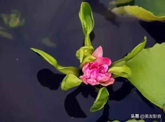 江南可采莲莲叶何田田全诗讲解,有关莲的古诗词大全