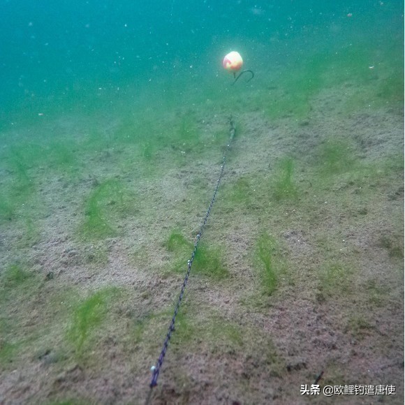 欧鲤钓钓组篇,欧鲤钓组和飞德钓组