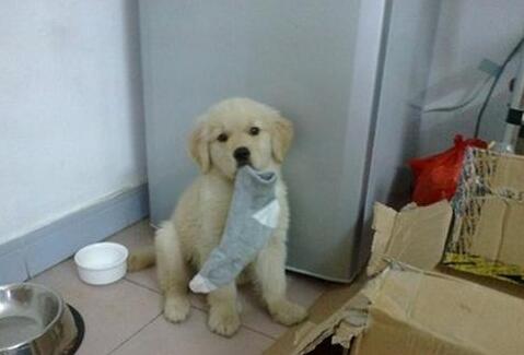 哪些狗狗喜欢咬袜子,狗狗喜欢咬袜子怎么回事