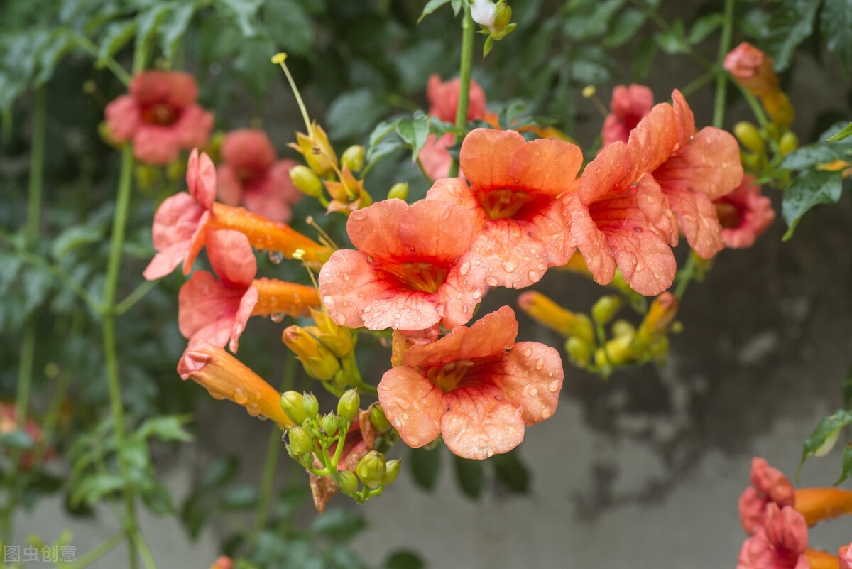 园林人需要知道的85个花卉知识,园林花卉的种类及图片