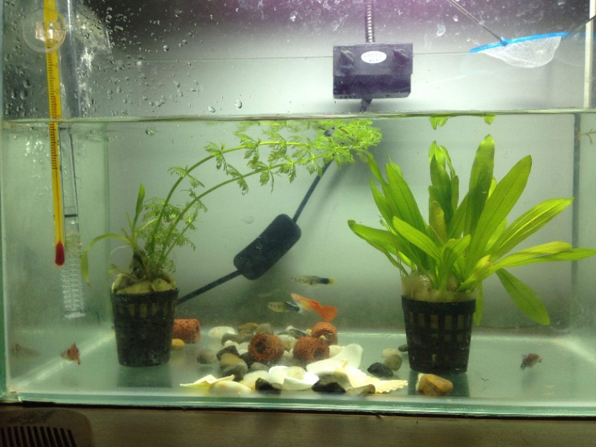 养孔雀鱼用什么灯,家里养孔雀鱼好吗